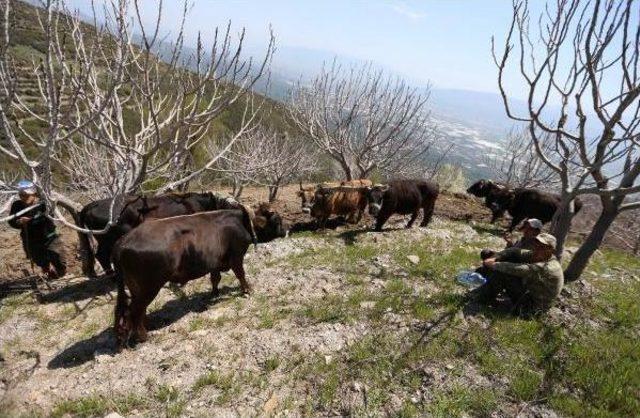 Sultanhisarlı Incir Üreticisinden Çam Ağacı Tepkisi