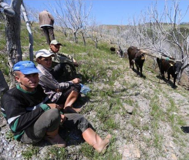 Sultanhisarlı Incir Üreticisinden Çam Ağacı Tepkisi