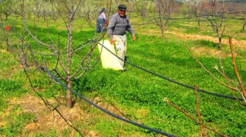 Kaz Dağları'nda 'kinoa' Yetiştiriliyor