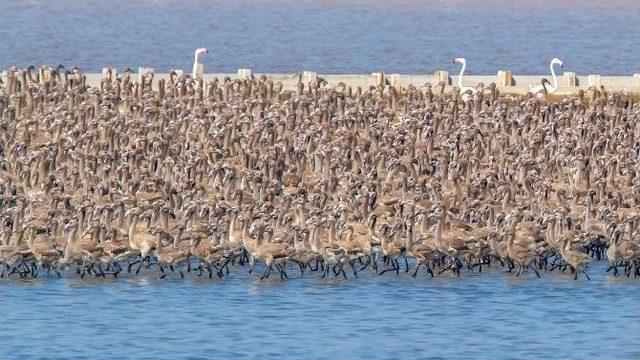 İzmir’de Pelikanlar İçin Ada Yapılacak