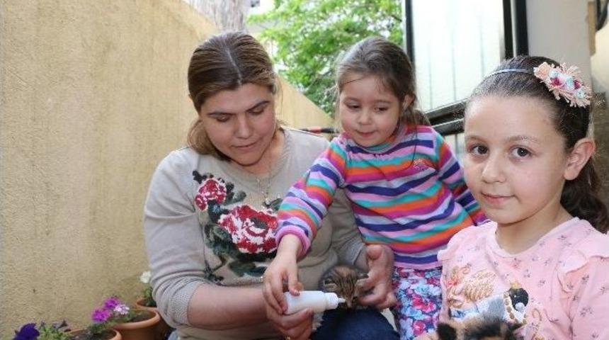 Ana Y&uuml;reği Yavru Kedilere Dayanamadı