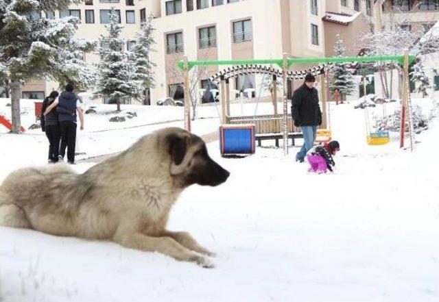 Bolu'da Kar Yağışı