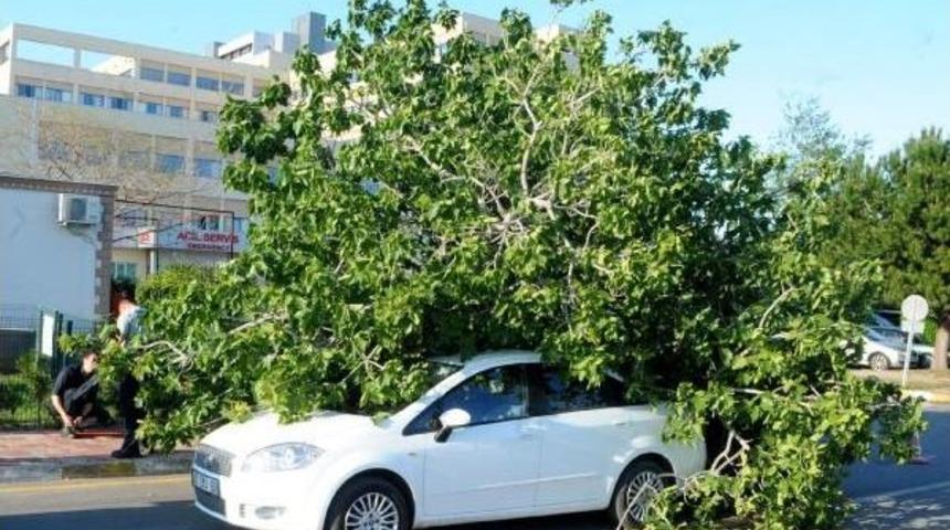 Hastane &Ouml;n&uuml;ndeki Incir Ağacı, Otomobilin &Uuml;zerine Devrildi