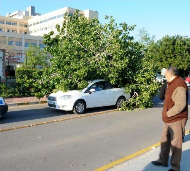 Hastane Önündeki Incir Ağacı, Otomobilin Üzerine Devrildi