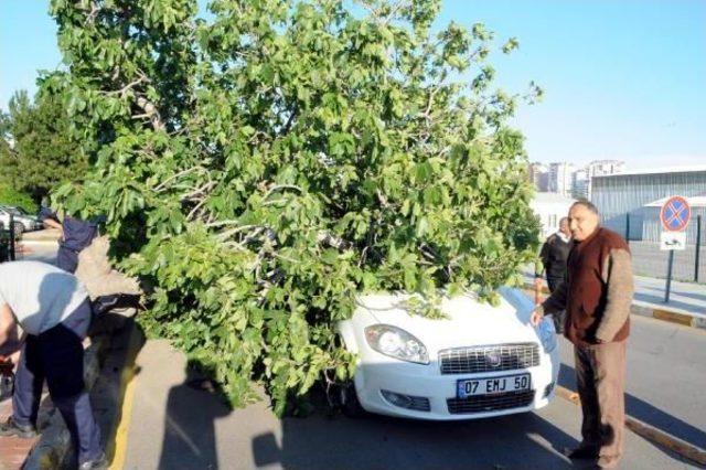 Hastane Önündeki Incir Ağacı, Otomobilin Üzerine Devrildi