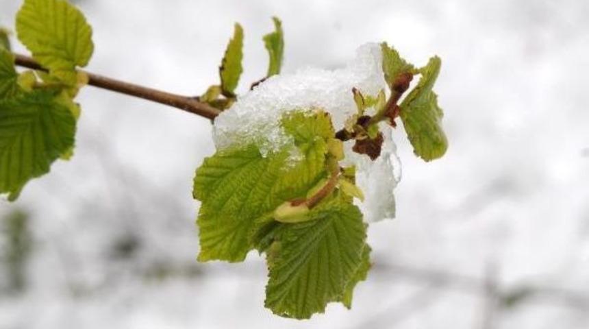 Giresun&rsquo;Da Kar Yağışı Fındık &Uuml;reticisini Tedirgin Etti