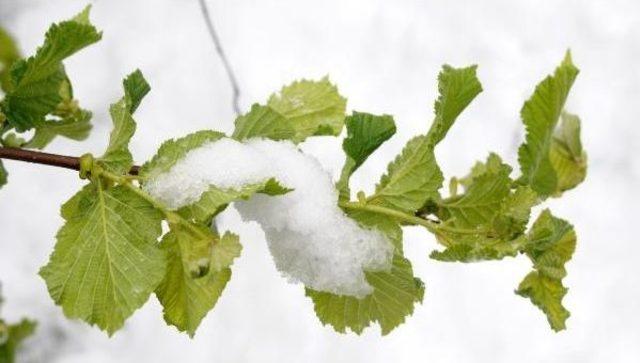 Giresun’Da Kar Yağışı Fındık Üreticisini Tedirgin Etti