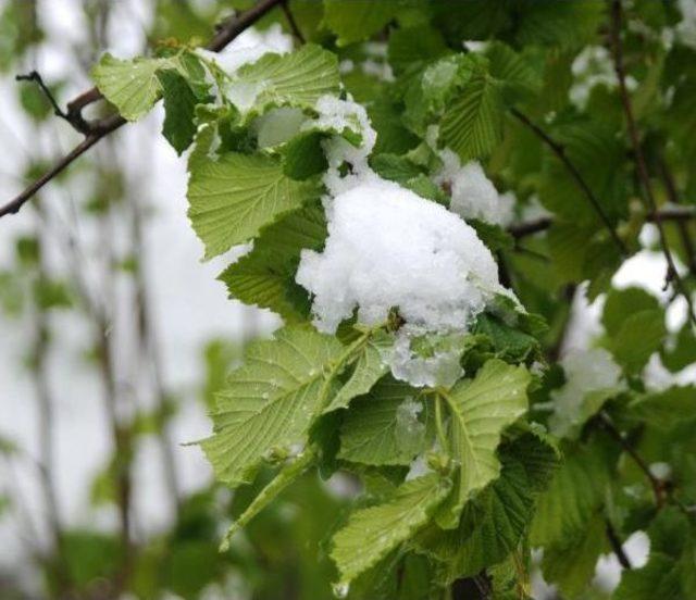 Giresun’Da Kar Yağışı Fındık Üreticisini Tedirgin Etti