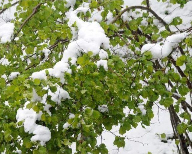 Giresun’Da Kar Yağışı Fındık Üreticisini Tedirgin Etti