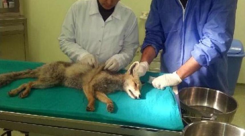 Kazada Yaralanan Tilki, G&ouml;zlem Altına Alındı