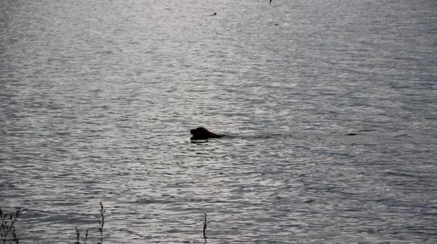 Bu K&ouml;pek Her G&uuml;n 5 Kilometre Y&uuml;z&uuml;yor