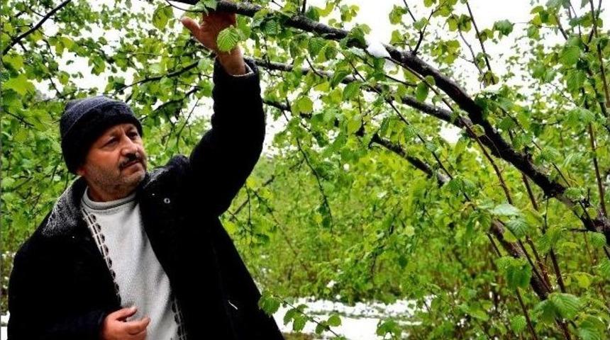Fındık &Uuml;reticisine Kar Şoku
