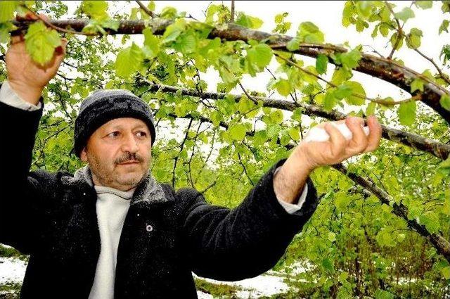 Fındık Üreticisine Kar Şoku