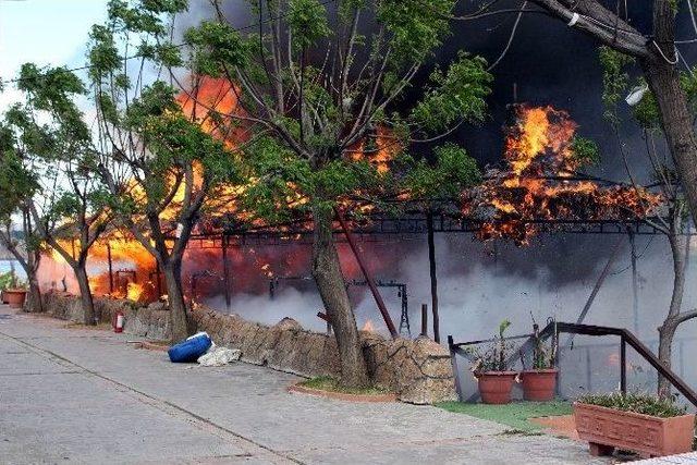 Konyaaltı Sahilinde İki Kamelya Alev Alev Yandı