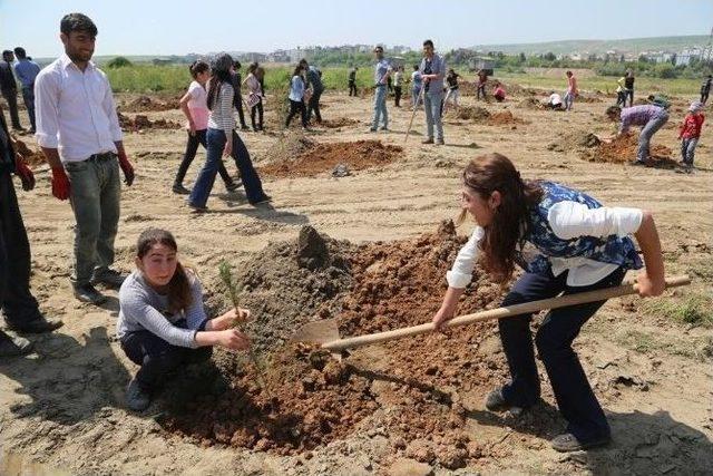 Eski Kum Ocağı Alanına 600 Fidan Dikildi