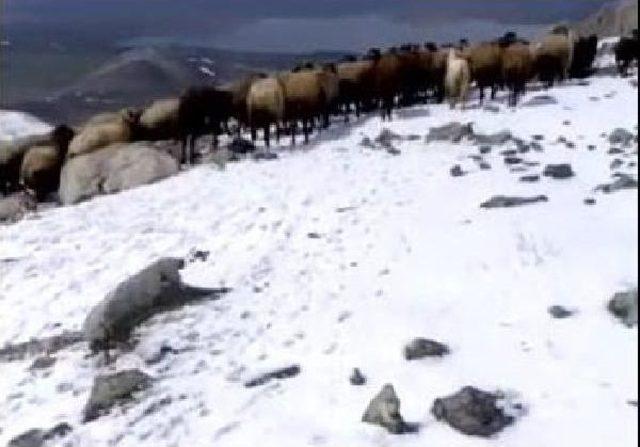 Ağrı'da Domuz Sürüsünün Küçükbaş Hayvanlara Zarar Vermesini Çobanlar Önledi