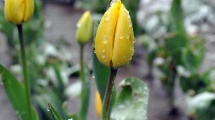 Van'da Nisan Karı Yol Kapattı