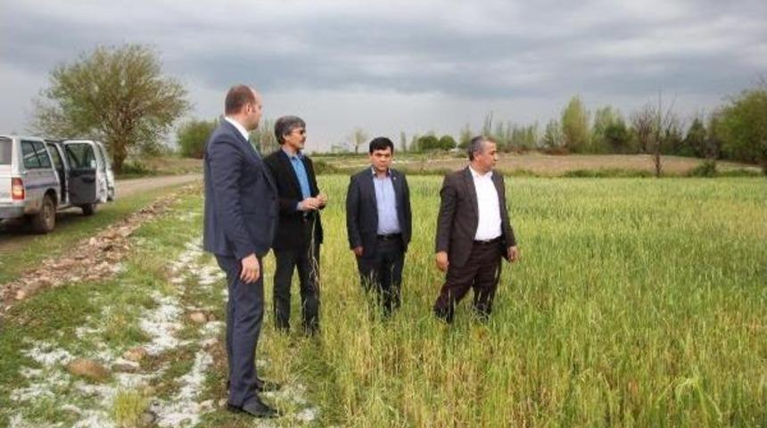 Dolu, Osmaniye'de 42 Bin 500 Dekar Ekili Araziye Zarar Verdi