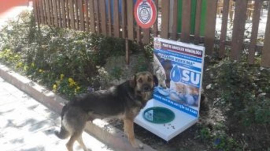 Sokak Hayvanları İ&ccedil;in Suluk