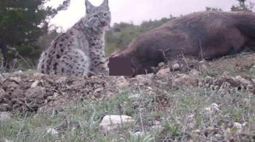Karaman&rsquo;da Avrasya Vaşağı İlk Kez G&ouml;r&uuml;nt&uuml;lendi