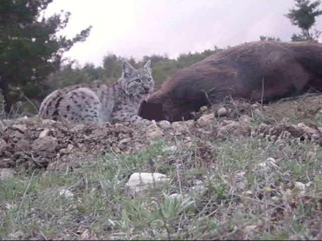 Karaman’da Avrasya Vaşağı İlk Kez Görüntülendi