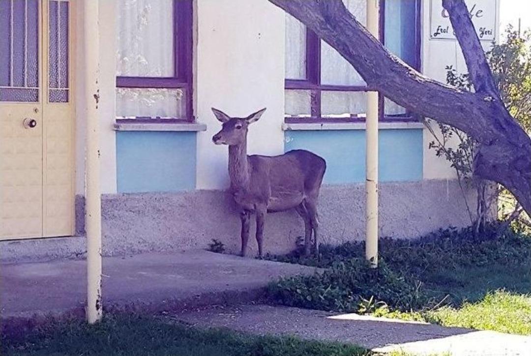 Akşehir&rsquo;de Yaralı Geyik Operasyonu