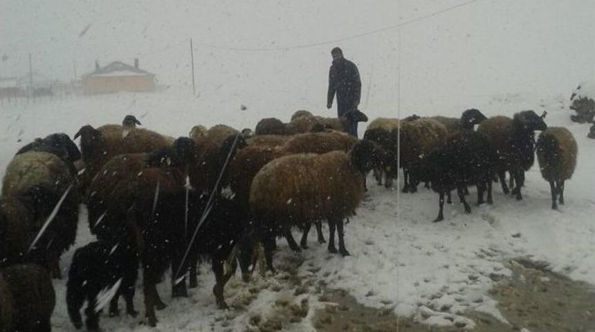Kar Yağışı Hayvan Sahiplerini Vurdu
