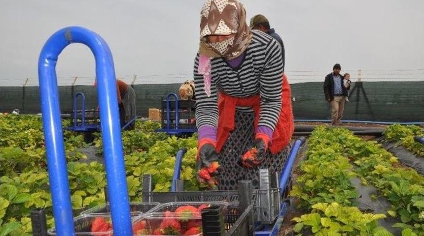 Reyhanlı&rsquo;da &Ccedil;ilek Hasadı Başladı