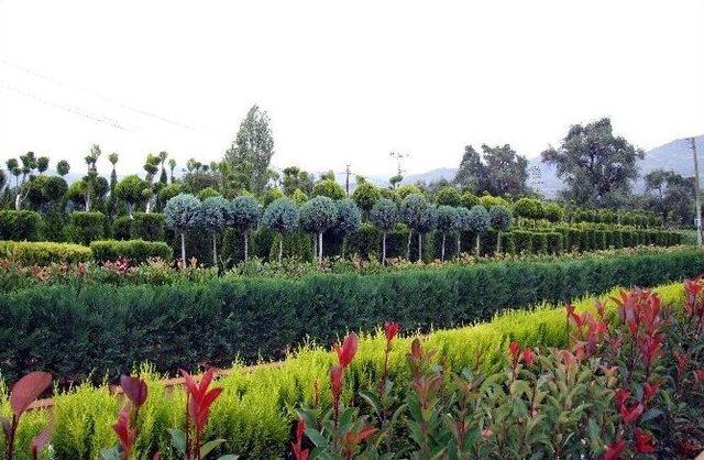 Süs-bir Yönetim Kurulu Başkanı Altun: ’’süs Bitkileri Sektörü Verilen Desteklerle Büyüyecek’’