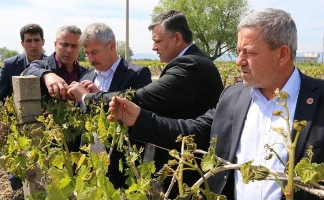 Manisa&rsquo;da &Uuml;z&uuml;m Bağlarını Don Vurdu