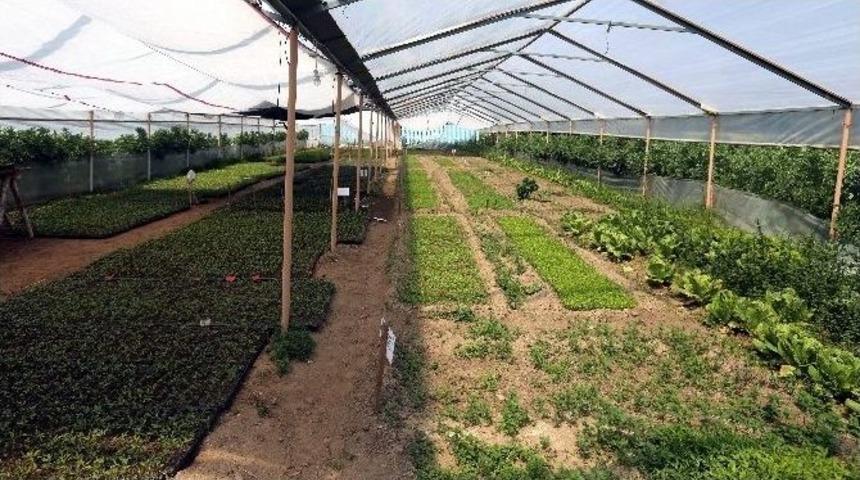 Aydın B&uuml;y&uuml;kşehir 30 Bin Adet Yerel Fide Dağıtacak