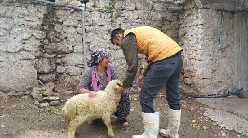 K&uuml;&ccedil;&uuml;kbaş Hayvanlara Ppr Aşısı Kampanyası
