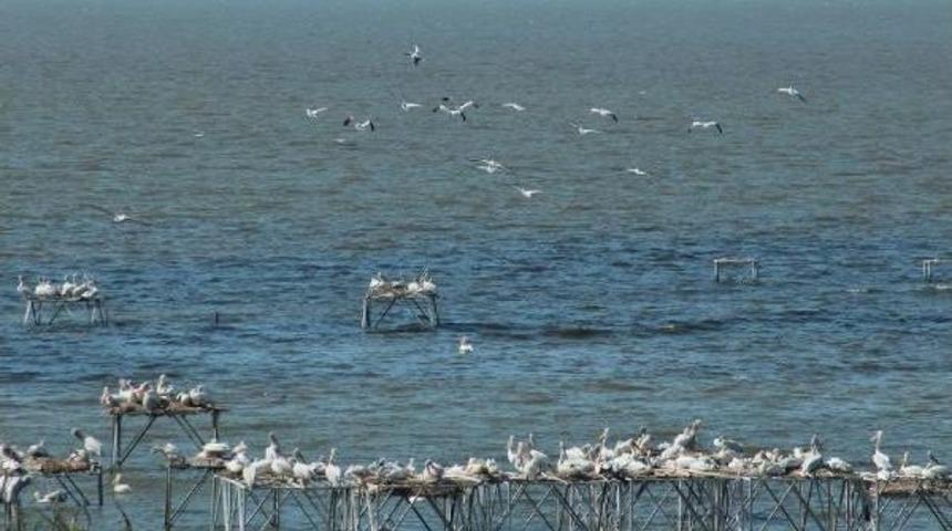 Kuşcenneti&rsquo;Nde Yavru Sevinci