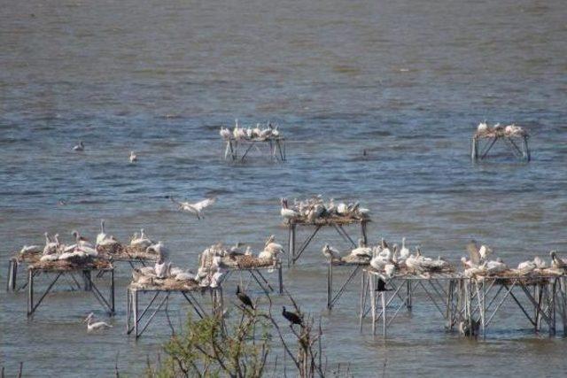 Kuşcenneti’Nde Yavru Sevinci