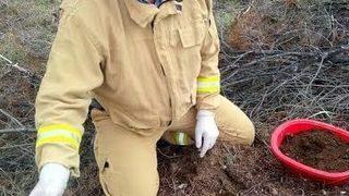 Dinar’da Orman Zararlısı Böceklere Karşı Mücadele Başlatıldı