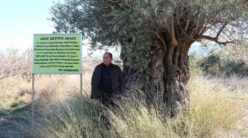 1300 Yıllık Zeytin Ağacı Kaderine Terk Edildi