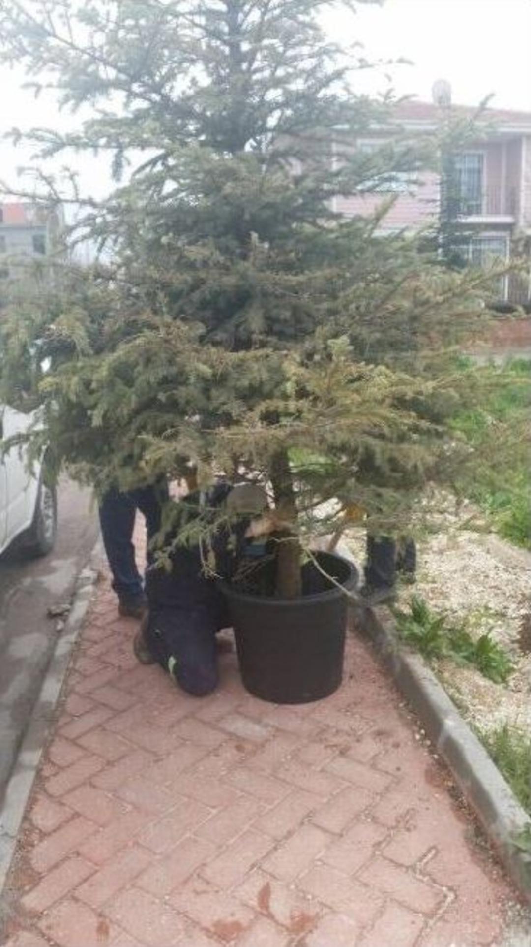 S&ouml;k&uuml;len Ağa&ccedil; Yeniden Hayata D&ouml;nd&uuml;r&uuml;ld&uuml;