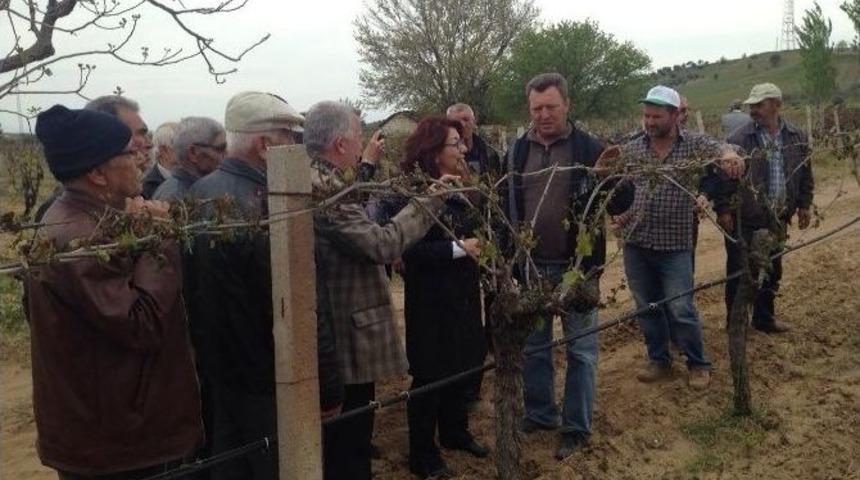Chp&rsquo;li Vekil Adayı Bi&ccedil;er, Dondan Zarar G&ouml;ren &Ccedil;ift&ccedil;ileri Dinledi