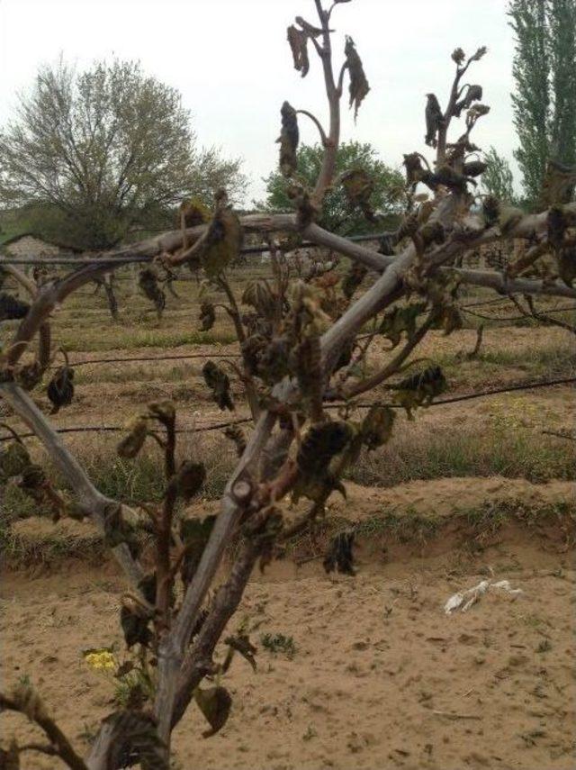 Chp&rsquo;li Vekil Adayı Bi&ccedil;er, Dondan Zarar G&ouml;ren &Ccedil;ift&ccedil;ileri Dinledi 1