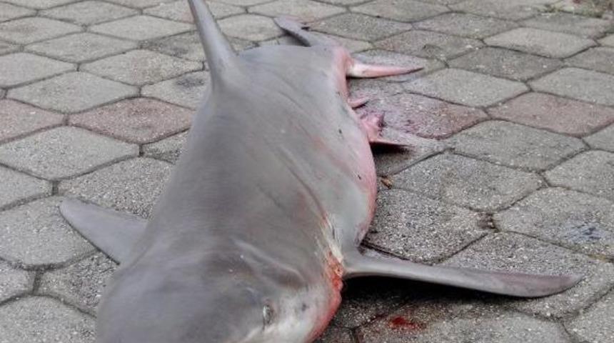 Balık&ccedil;ının Ağına K&ouml;pek Balığı Takıldı