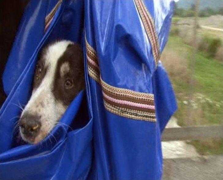 Mahsur Kalan Köpeği Can-kur Kurtardı G1