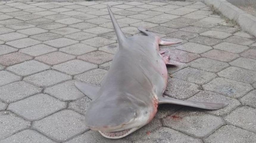 Yavru K&ouml;pek Balığı İlgi Odağı Oldu