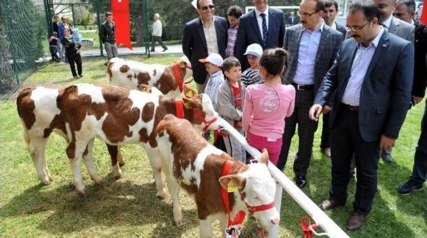 Uşak&rsquo;ta En G&uuml;zel Buzağı Yarışması D&uuml;zenlendi