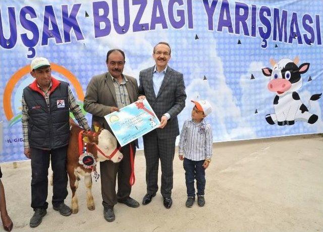 Uşak’ta En Güzel Buzağı Yarışması Düzenlendi