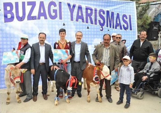 Uşak’ta En Güzel Buzağı Yarışması Düzenlendi