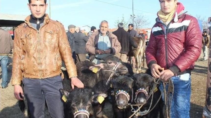 Destekler Arttı Mandalar Kıymete Bindi