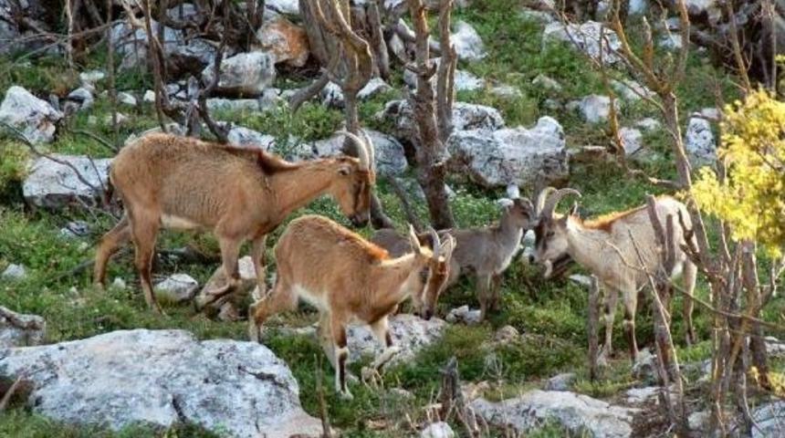 Yaban Hayatı Bakanlık Ihalesiyle Yok Edilecek