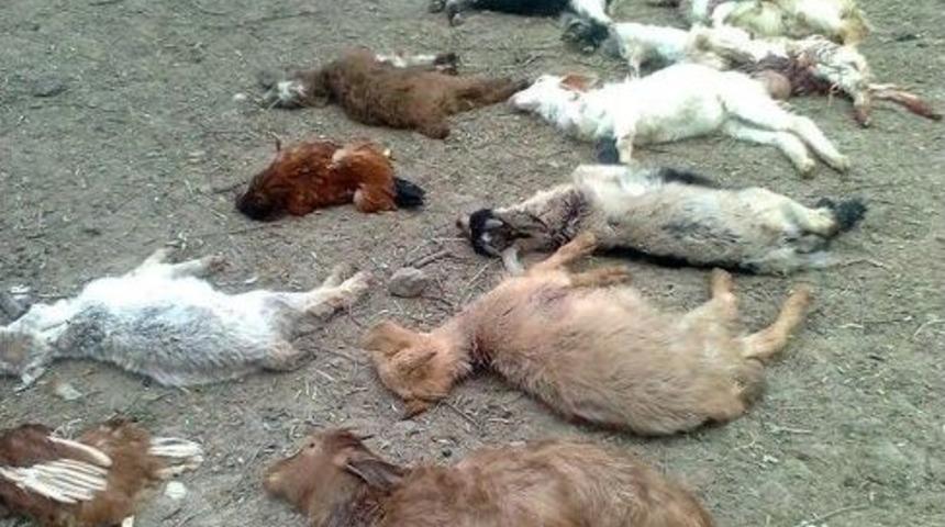 K&ouml;pekler &Ccedil;itlikteki Hayvanları Par&ccedil;aladı