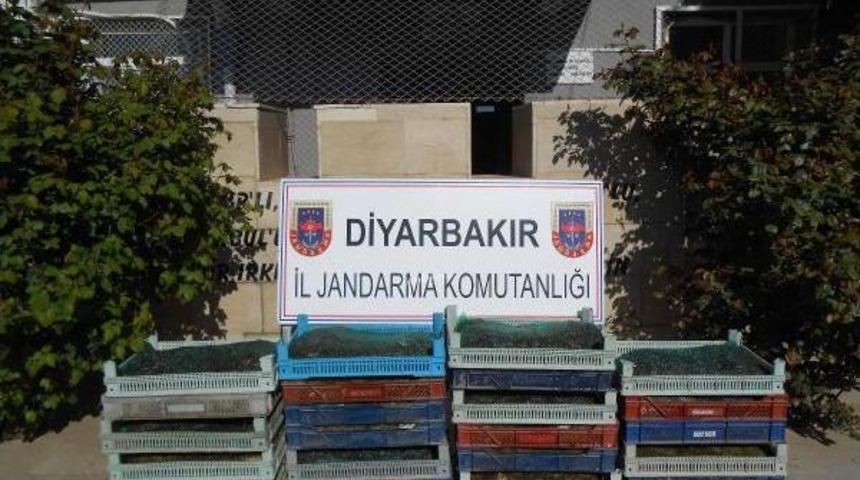 Diyarbakır'da Izinsiz 191 Kilo Kurbağa Avlayan 5 Kişiye 38'er Bin Tl Ceza Kesildi