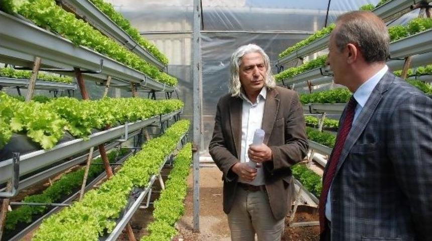 Başkan Atabay&rsquo;dan Topraksız &Uuml;retim Yapan Seraya Ziyaret